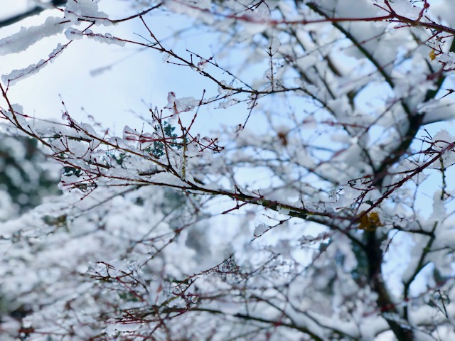 1/23 INECAFE　臨時休業のお知らせ